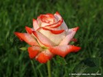Imperatrice Farah-5.jpg